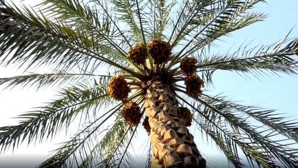 برداشت رطب از نخلستان‌های دالکی دشتستان 