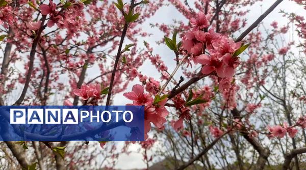 رویداد آیین باستانی سیزده بدر نیشابور در روز طبیعت از  قاب خبرنگاران پانا