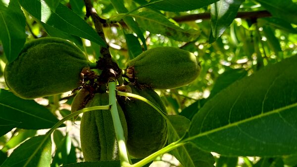 میوه‌های خوش‌رنگ و لعاب بهاری در روستای مارکده