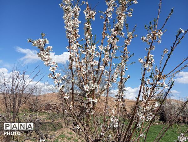 شکوفه دادن درختان روستای فیروزه