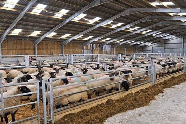 قیمت قربانی حج ۱۴۰۵ اعلام شد