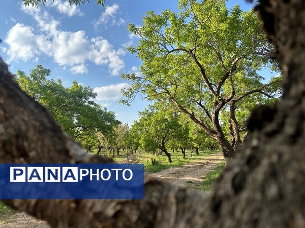 طبیعت هم با آمدن بهار زیبا شد 