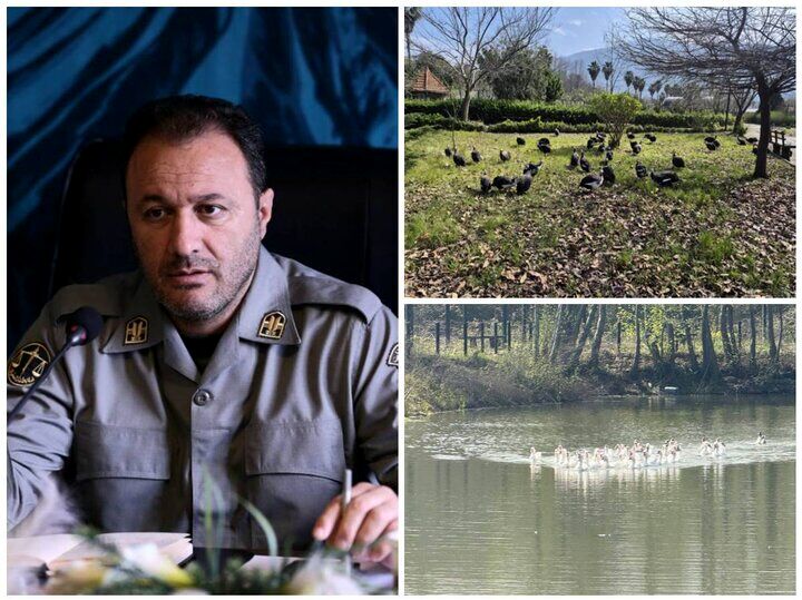 انتقال موقت پرندگان باغ پرندگان لویزان به مازندران برای حفاظت در شرایط جنگی