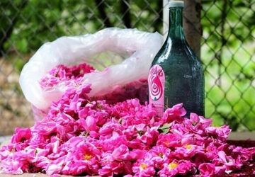 ایران رتبه اول تولید غنچه گل محمدی و گلاب را در دنیا دارد