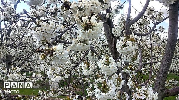 رویش شکوفه ها در روستای عیش آباد