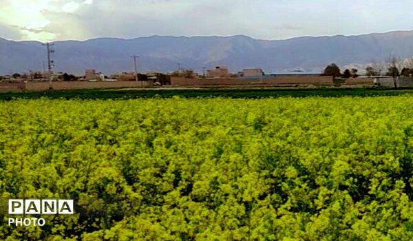 رویش شکوفه ها در روستای فرخ آباد