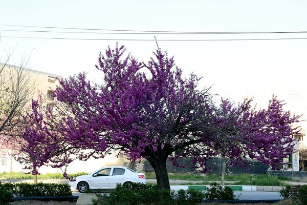ارومیه شهر رویایی