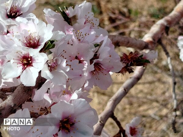 شکوفه‌های بهاری شهر بن، نویدبخش طراوت و زندگی دوباره