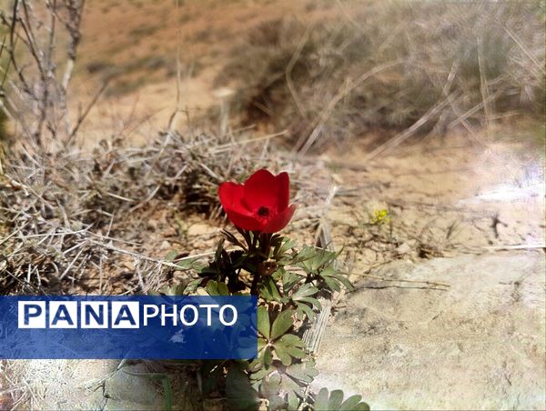 سیزده بدر، نقاشی رنگارنگ طبیعت را بر بوم تصاویر رقم زد