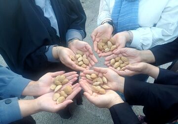 کارگاه بازی و مسابقه بادام در روستای جندابه