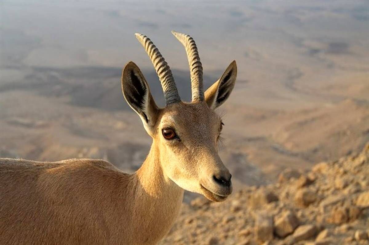شمارش معکوس برای بقا در حیاتِ‌وحش