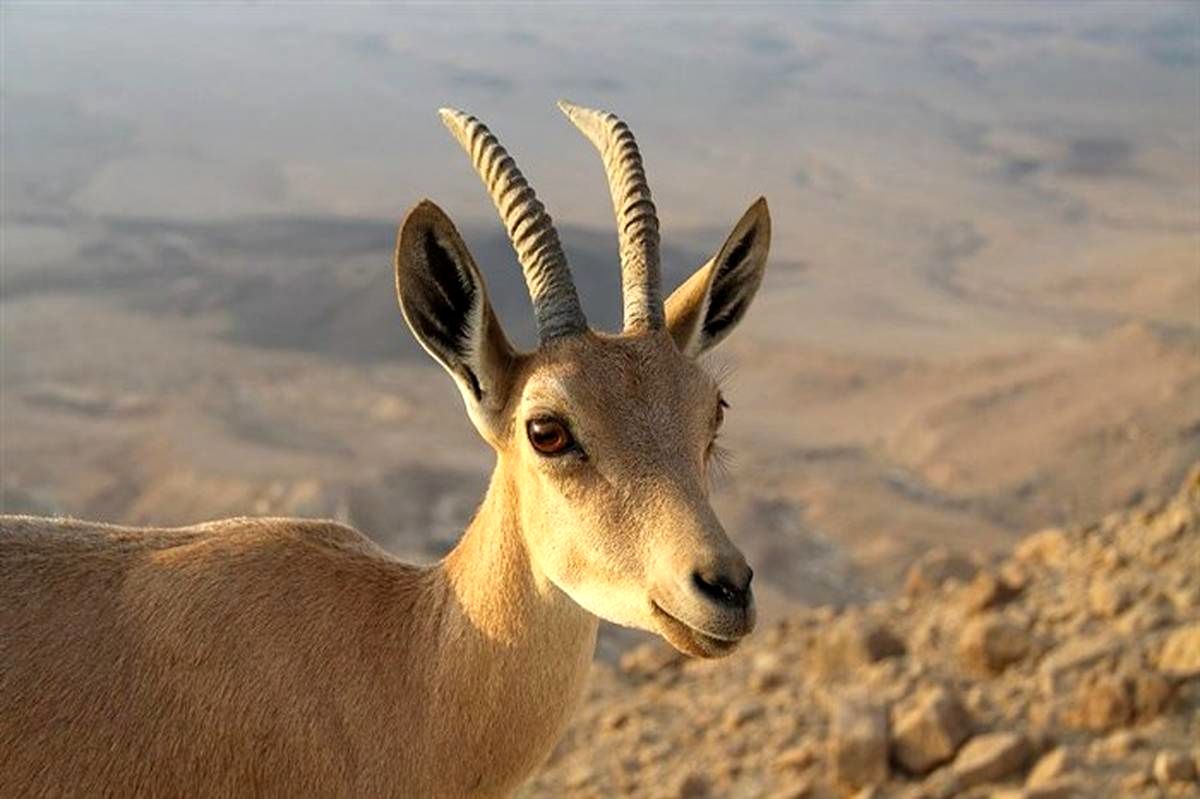 شمارش معکوس برای بقا در حیاتِ‌وحش