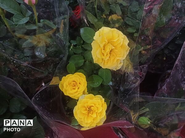 نمایشگاه گل و گیاه و سوغات در همدان