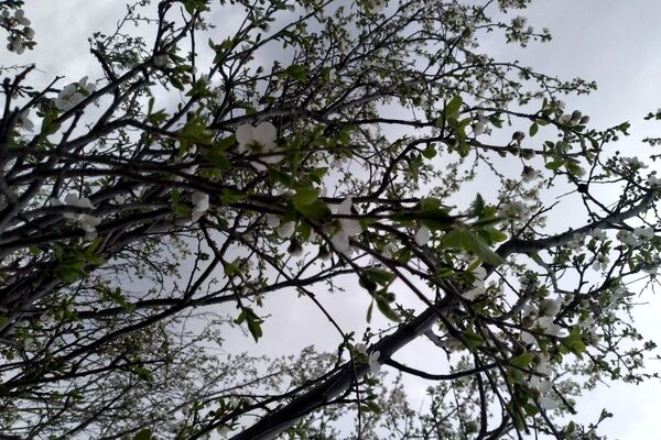 شکوفه‌های بهاری در اواخر بهمن، طبیعت فومن را غافلگیر کرد