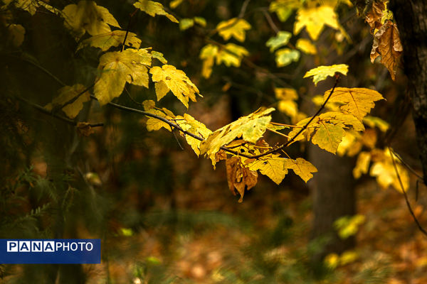 پاییز خیال انگیز در پارک جمشیدیه