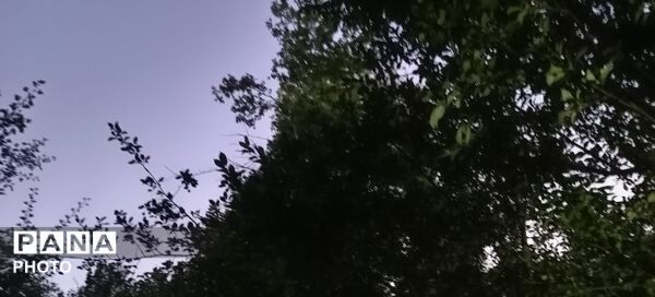 حال و هوای درختان روستای مایان