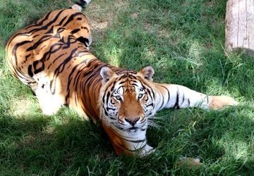 باغ وحش ارم ۱۳ آبان رایگان است