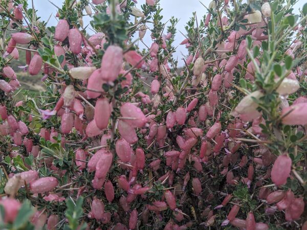 طبیعت زیبای میانکوه 