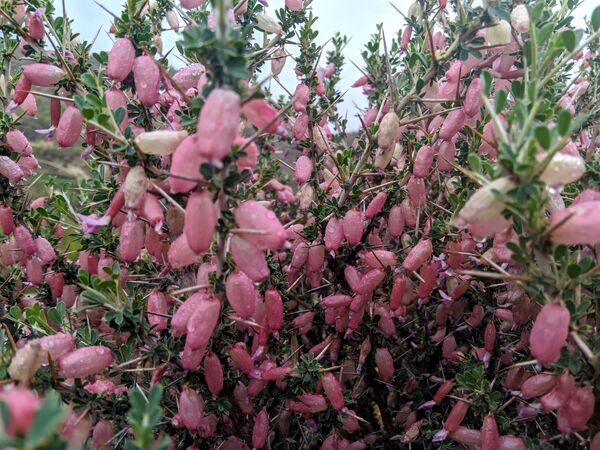 طبیعت زیبای میانکوه 