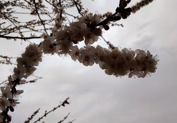 چیدن سفره هفت‌سین، یکی از قدیمی‌ترین سنتهای ایران باستان